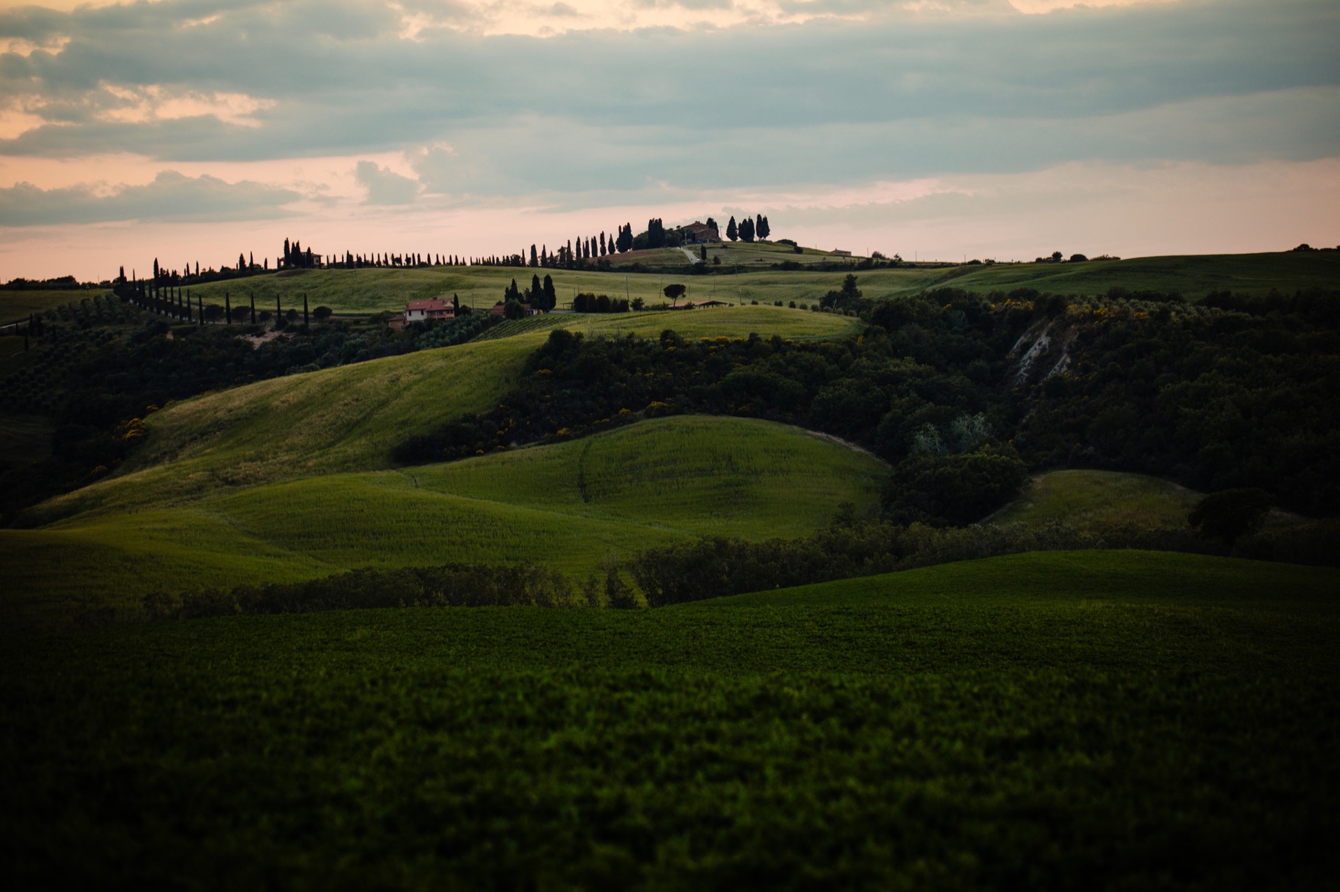 Tuscan hills and cypress trees under a pink and grey evening sky